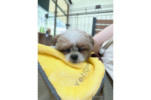 成約済の群馬県のチワズー:チワワ×シーズー-315801の2枚目